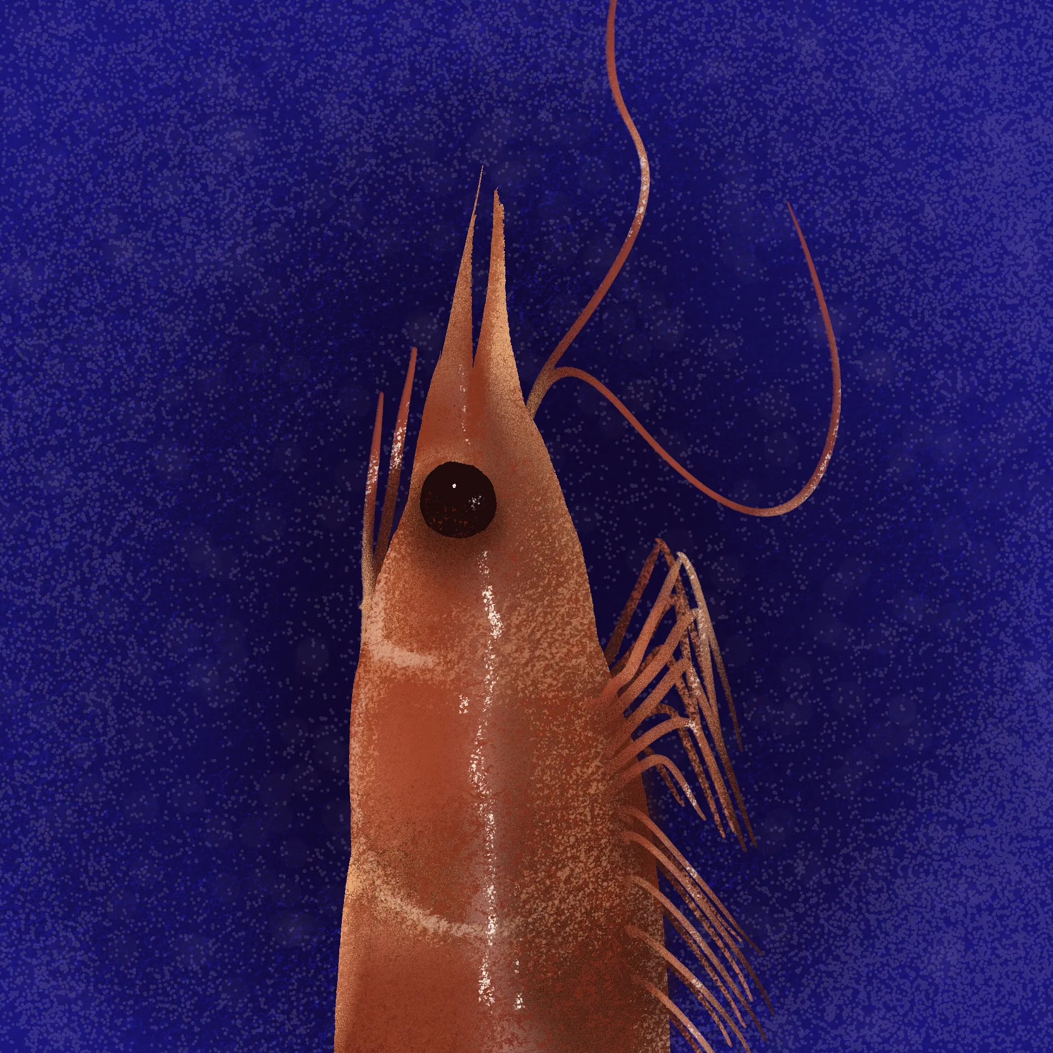 Shrimp